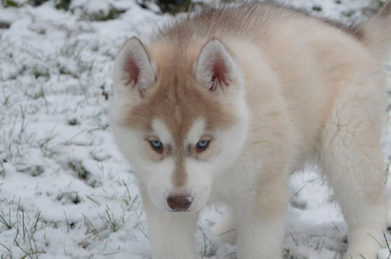 Etoiles des neiges - Chiot disponible  - Siberian Husky